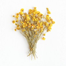 checkstory 壓花霧花莖20p, 黃色澆水