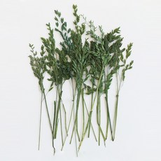 checkstory 壓花葡萄柚20p, 自然