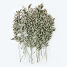 checkstory 壓花葡萄柚20p, 淺綠色自然