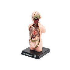 孩童公園 4D 人體模型