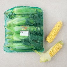 해맑은상상밀양 초당옥수수, 10입