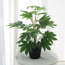 그린인터네셔널 엘리스블루 조화나무 화분 중형 66cm, 메이플, 1개