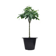 圓形花盆, 單一顏色, 1個