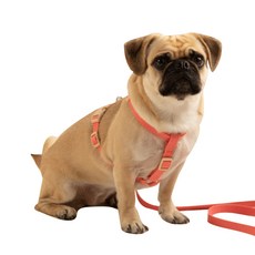 hitzzi 頸扣式狗狗胸背帶, 珊瑚粉