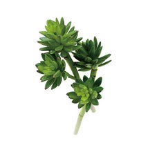 Garden in the City 多肉藍寶石6240019, 單色, 2個