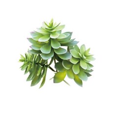 Garden in the City 多肉 6880005, 單一顏色, 3個