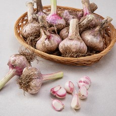 프레시밀 고흥 햇 주대마늘 장아찌용 50입, 1개