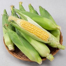 큰큰 제주 초당 옥수수 10입, 1박스