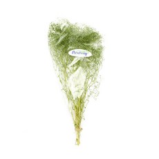 永生柔軟迷你滿天星花束, 天使綠