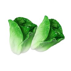 DAEHAN 拍攝專用食品道具組 2入, 萵苣