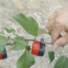 E 클립 12cm 50p + 가지유인추 45g x 30p 세트, 1세트