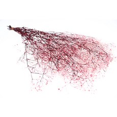 永生滿天星, 白玫瑰雙色漸層