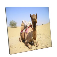 HTP瓷磚 C922 沙漠的駱駝, 150 x 150 毫米, 1個