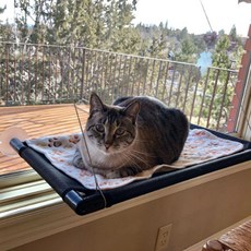 Keywado貓咪吸附式窗戶吊床, 黑色的