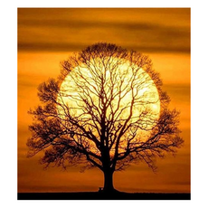 PIPO Sunset tree DIY 彩繪 40 x 50 cm GX5942, 混合顏色, 1個