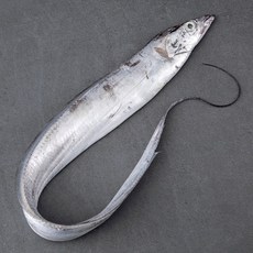 바다자리 생물 제주 은갈치 대 1마리, 400g, 1개