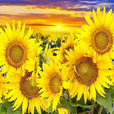 PIPO DIY數字油畫 40 x 50 cm Q3263, 向日葵花田