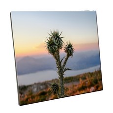 HTP 瓷磚 C1841, 帕特雷的仙人掌, 1個