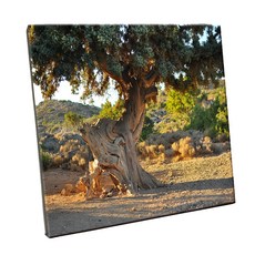 HTP 磁磚 C1805, 一棵樹, 1個