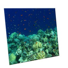 HTTP 裝飾地磚, C2449 埃及海的珊瑚礁樣貌, 1個