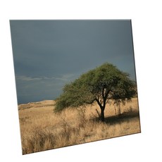 HTTP 裝飾地磚, C2498 坦尚尼亞金合歡樹風景, 1個