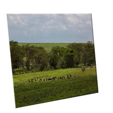 HTTP 裝飾地磚, C2488 恩戈羅恩戈羅的自然景觀, 1個