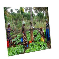 HTTP 裝飾地磚, C2467 坦尚尼亞農村樣貌, 1個