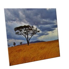 HTTP 裝飾地磚, C2465 金合歡樹, 1個