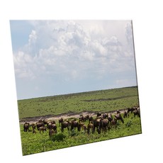 HTTP 裝飾地磚, C2484 恩戈羅恩戈羅保護區樣貌, 1個