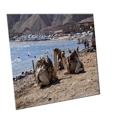 HTTP 裝飾地磚, C2448 休息中的單峰駱駝樣貌, 1個