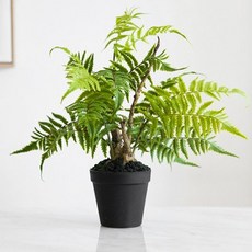 루모라 고사리 미니화분 A-2, A-2.루모라고사리, 1개