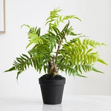 迷你盆栽, A-3. 蘆筍, 1個