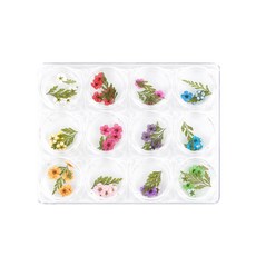 ELVIA 珍珠繡線菊乾燥花12種套組, 混合顏色, 1套