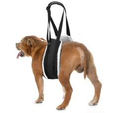 寵物襯裡腰部髕骨保護帶, 黑色的, 1個