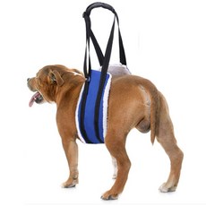 寵物襯裡腰部髕骨保護帶, 藍色, 1個