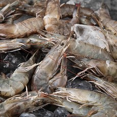 백미리 산지직송 서해안 생물 새우 특대 선물세트, 2kg, 1세트