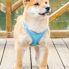 DGT 寵物安全亮彩網眼胸背帶 + 牽繩套組, 天藍色