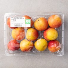 올프레쉬 GAP 인증 새콤달콤 와촌 추희 자두 점보, 1.6kg, 1개