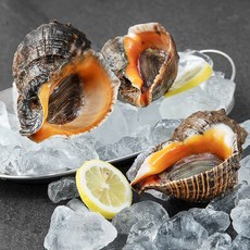 백미리 산지직송 서해안 자연산 참소라, 1kg(2~5미), 1개