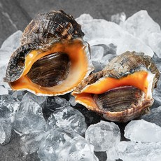 백미리 산지직송 서해안 자연산 참소라, 500g(1~3미), 1개