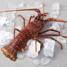 바이킹마켓 스파이니 랍스터, 420g, 1개