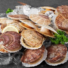 아라보감 국산 참가리비 생물 5~10미 (냉장), 1kg, 1개