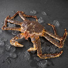 바이킹마켓 러시아 활 킹크랩, 2kg, 1개