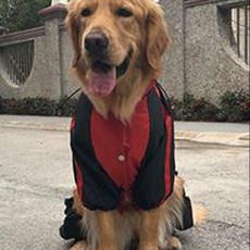 강아지 대형 소형 우비, 01 빨간색, 1개