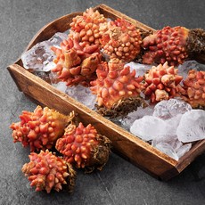 아라보감 국산 자연산 활멍게 (냉장), 1kg, 1개