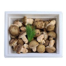 고급형 젊은농부 송화버섯, 1개, 1kg