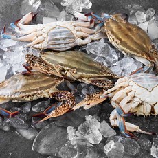 살맛나요 서해안 산지직송 알배기 생물 암꽃게 (냉장), 2kg(6~10미), 1개