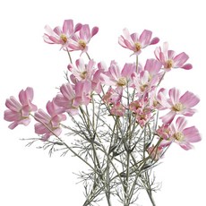 Minsung Company假花秋天大波斯菊花束 4入, 閃亮的