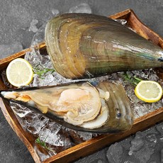 백미리 서해 산지직송 다이버가 직접 잡은 키조개 대 (냉장), 1.5kg(2~3마리), 1개