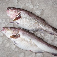 부산 13번 중매인 생물대구 2~3미, 2.5kg(대, 2~3미), 1개